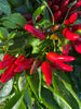 Bio - Chili scharf