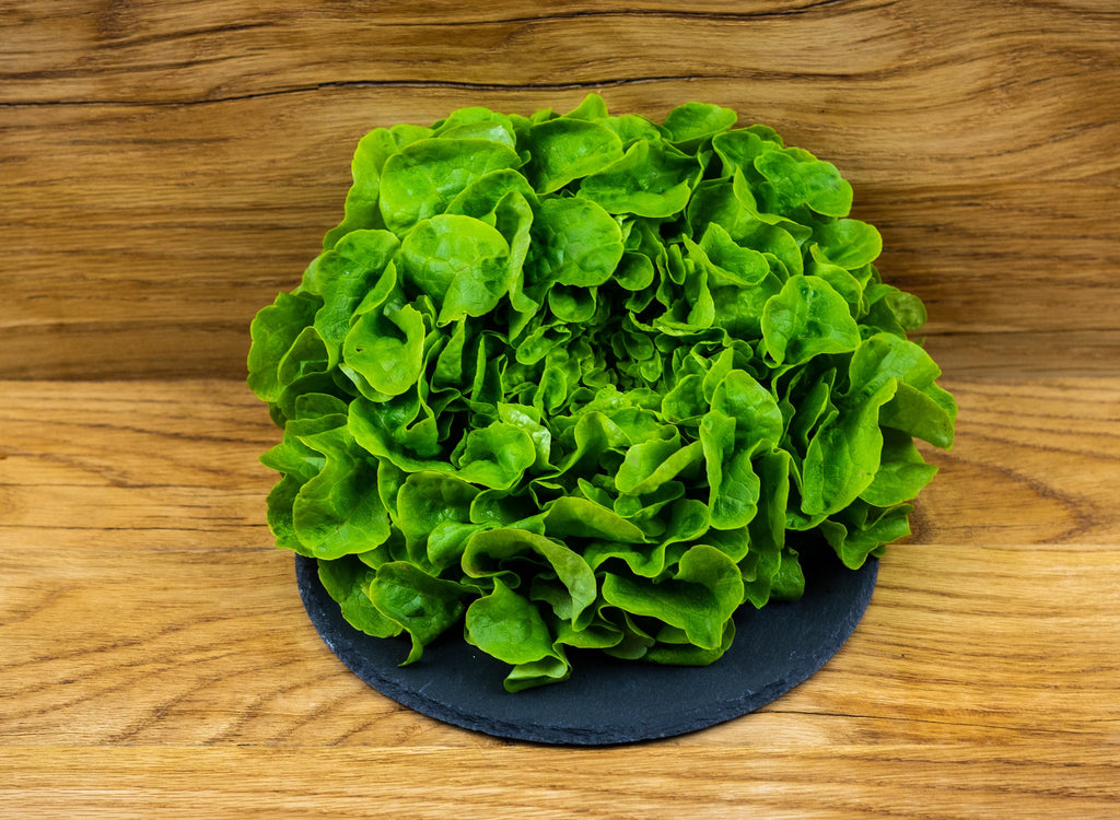Eichblatt Salat grün
