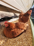 Demeter/ Bio Weide- Eier aus dem Hühnermobil