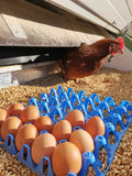 Demeter/ Bio Weide- Eier aus dem Hühnermobil