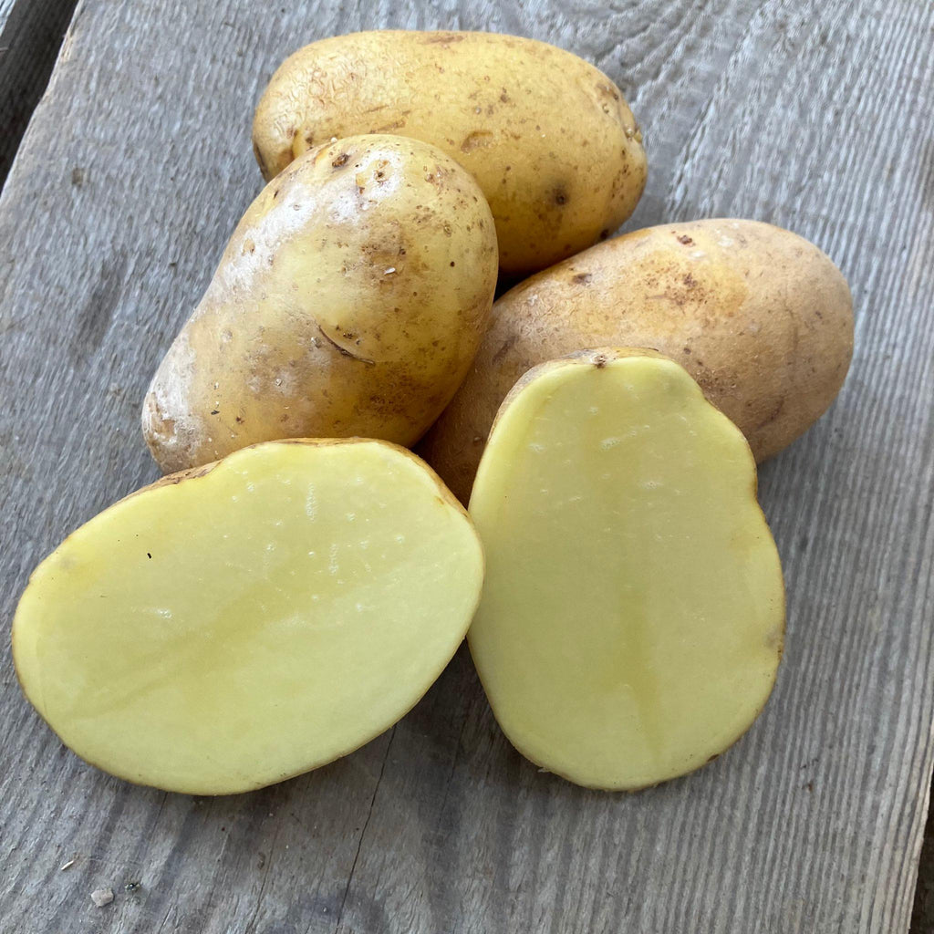 Bio - Kartoffel Agria, (Typ mehligkochend B-C)