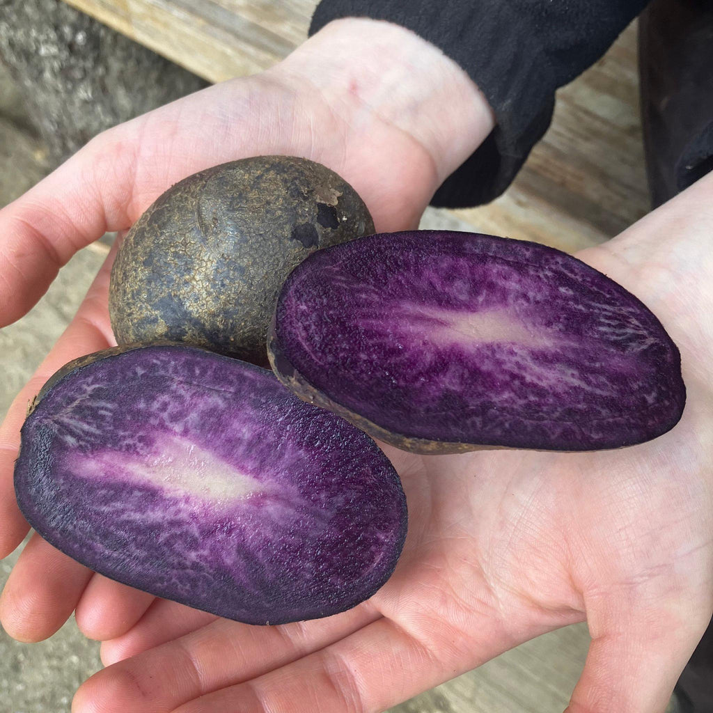 Bio - Kartoffel Purple Rain, festkochend