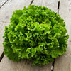 Bio - Salat, Batavia grün