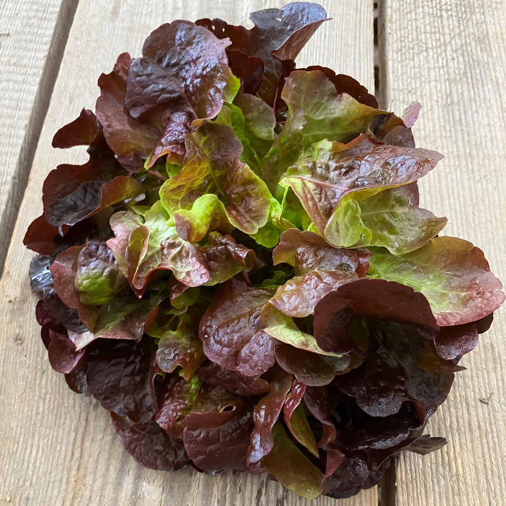 Bio - Salat, Eichblatt, rot